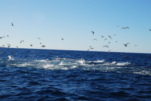 Fishos report strange activity on SA coast